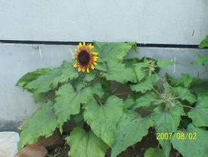 ���ƾż��ɽ�ѧ��Ƶ��Ƶ��ϰ��ƽ���ǿ����������...